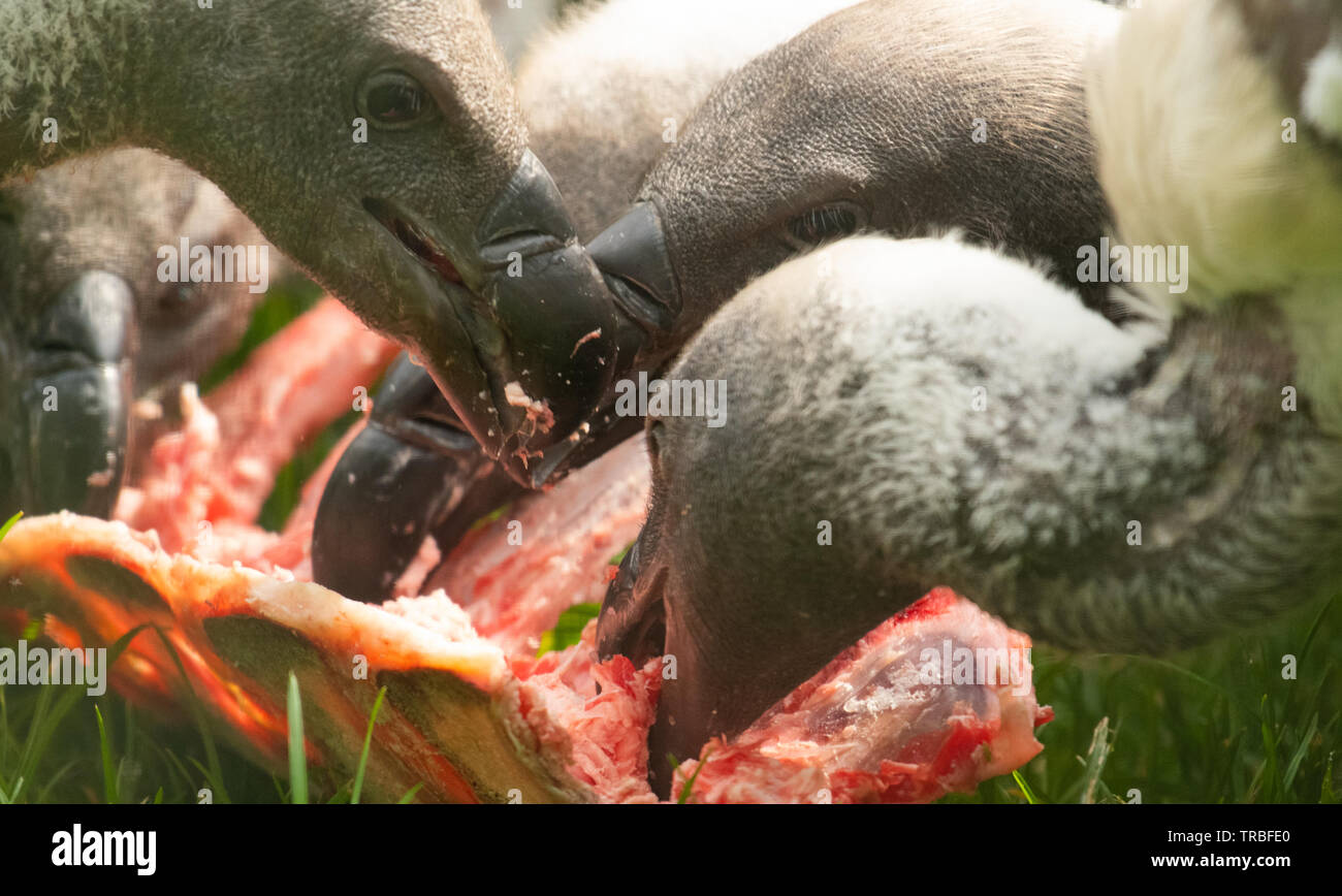 White-backed vultures stripping carcass Stock Photo
