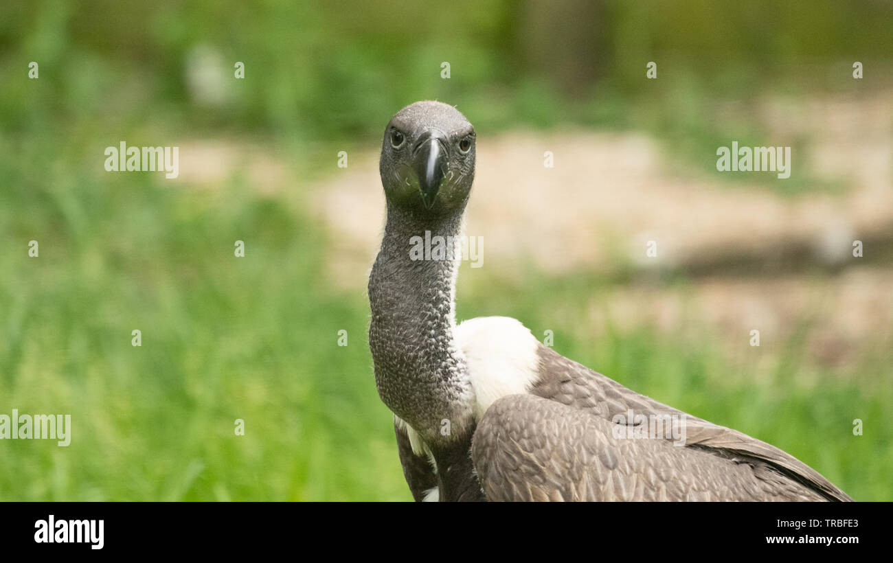 Portrait of African White-backed vulture Stock Photo