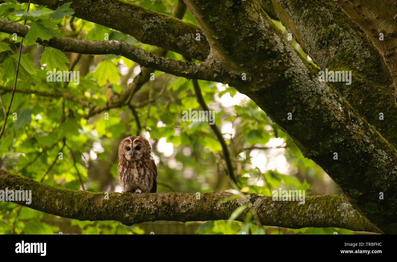 Twany Owl roosting in tree Stock Photo