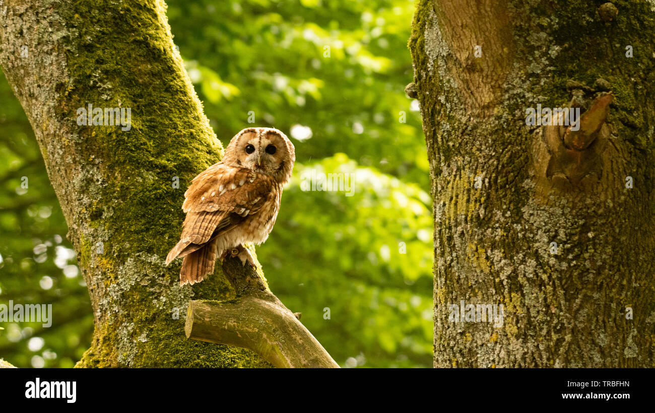 Tawny Owl looking over shoulder Stock Photo