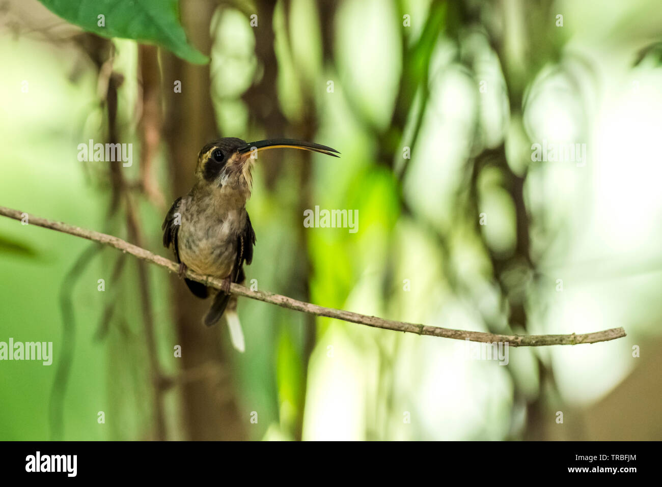 The long-billed hermit (Phaethornis longirostris) is a large hummingbird that is a resident breeder from central Mexico south to northwestern Colombia Stock Photo