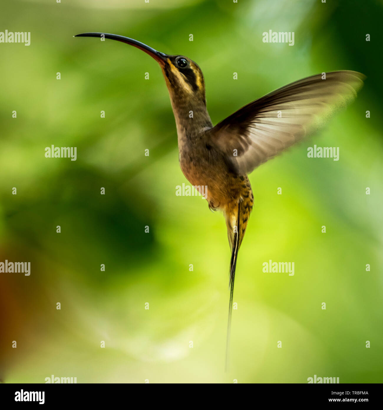 Long-billed hermit (Phaethornis longirostris)  BIF bird in flight Stock Photo