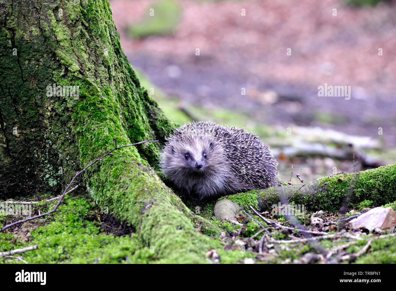 15009 Erinaceus Europaeus European Hedgehog
