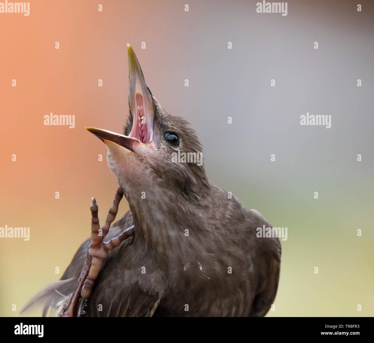 Close up of wild, juvenile starling bird (Sturnus vulgaris) preening, beak open wide. Amazing rare detail inside bird's mouth, upper mandible. Stock Photo