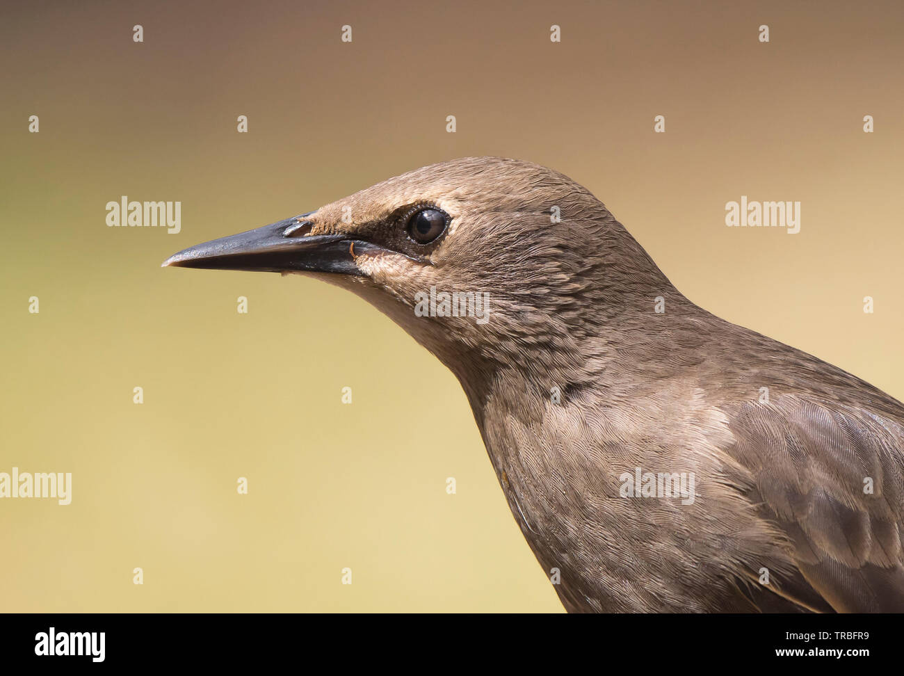 Close side view of a wild, juvenile, UK starling bird head (Sturnus vulgaris) isolated in UK outdoor habitat. Detailed starling beak. Stock Photo