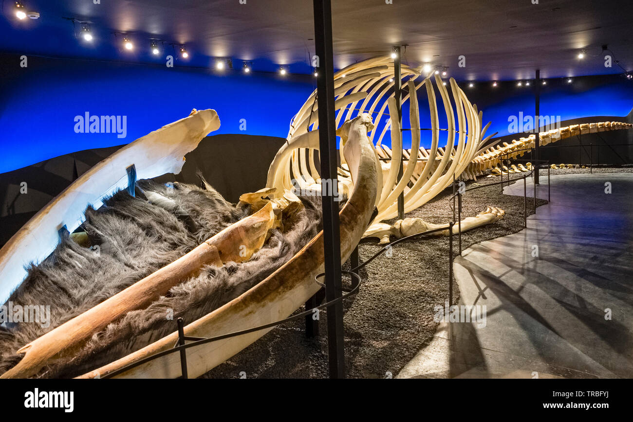 The huge skeleton of a blue whale on display in the Húsavík Whale Museum in north Iceland. Its baleen, for filtering plankton, is clearly visible Stock Photo