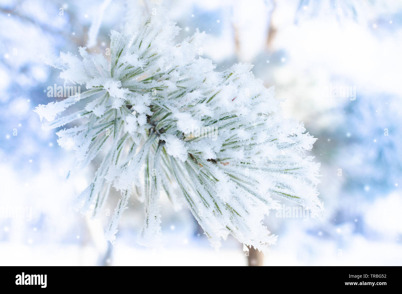 Frozen covered with snow and frost tree branch Stock Photo - Alamy