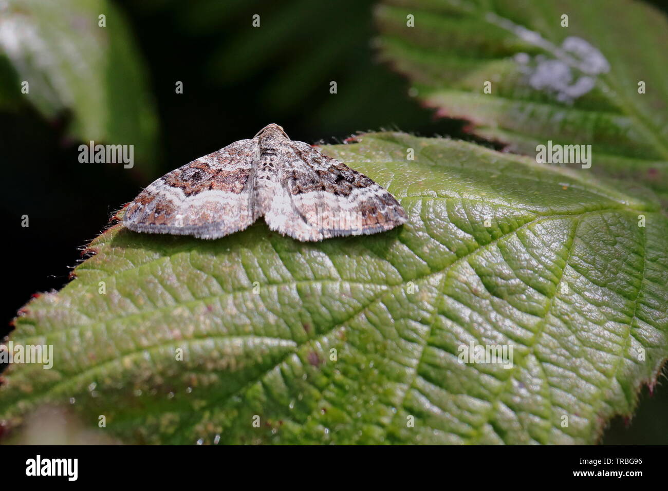 Common Carpet Moth, also known as WhiteBanded Toothed Carpet Moth