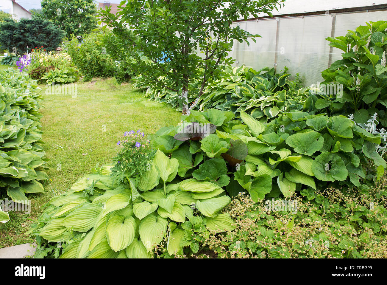 host plant  in  small garden in Belarus Stock Photo