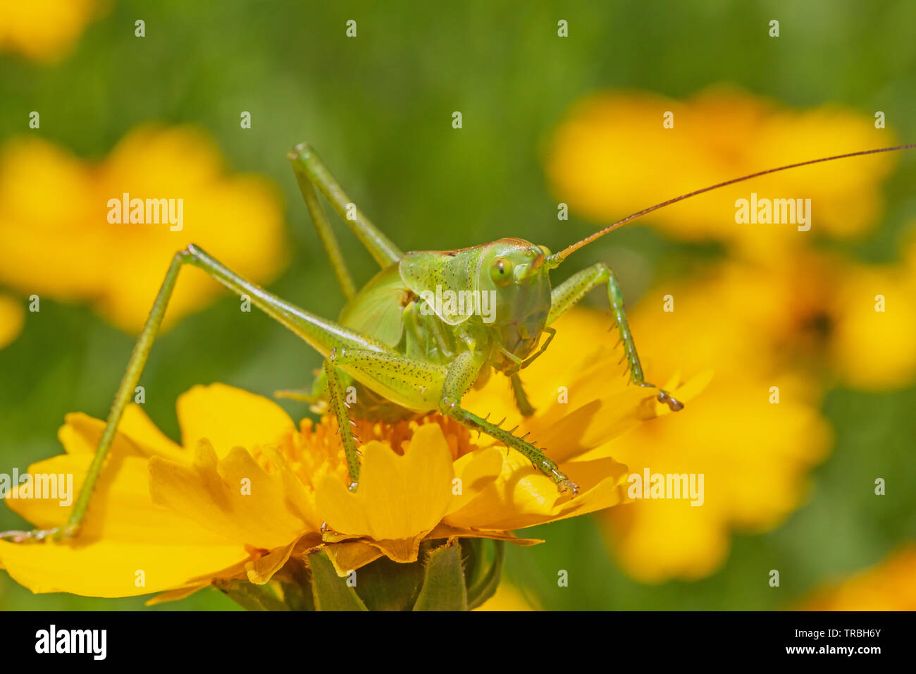 close up of green grasshopper sitting on yellow flower in garden Stock Photo