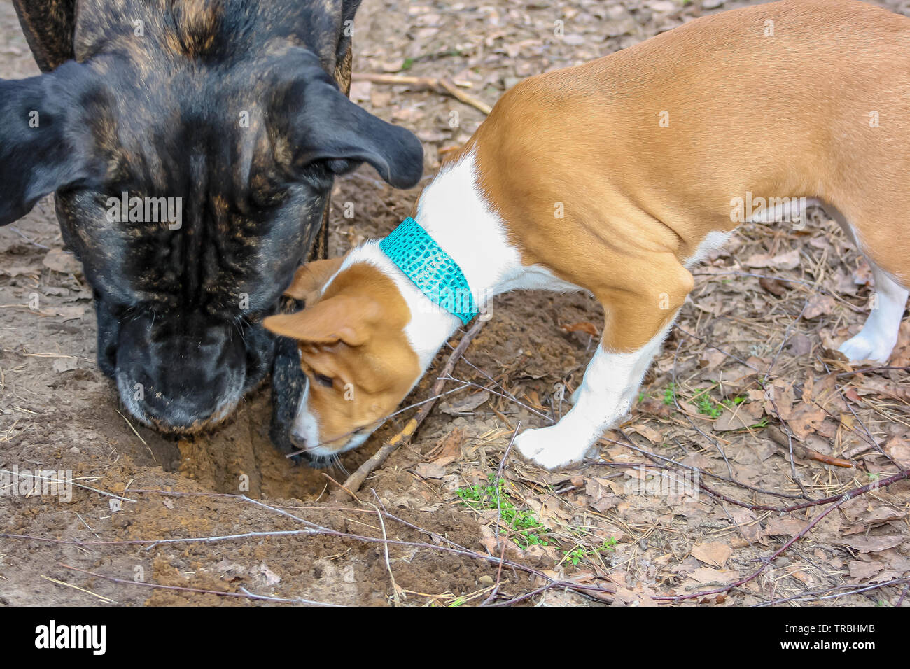 Basenji breed dog and Italian Cane Corso playing together in the woods in springtime Stock Photo