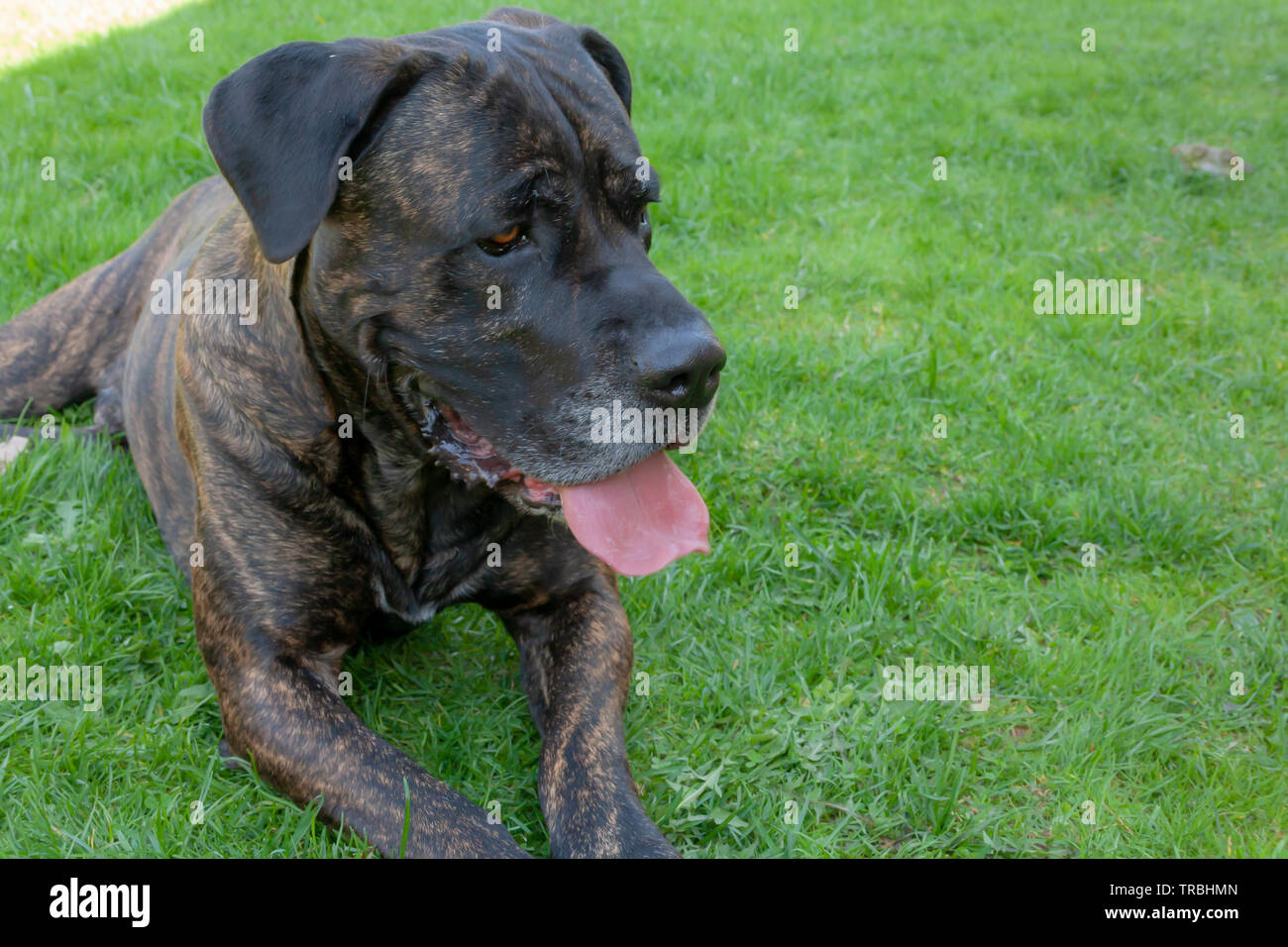 An amazing portrait of brown cane Corso dog in the park on a sunny day Stock Photo