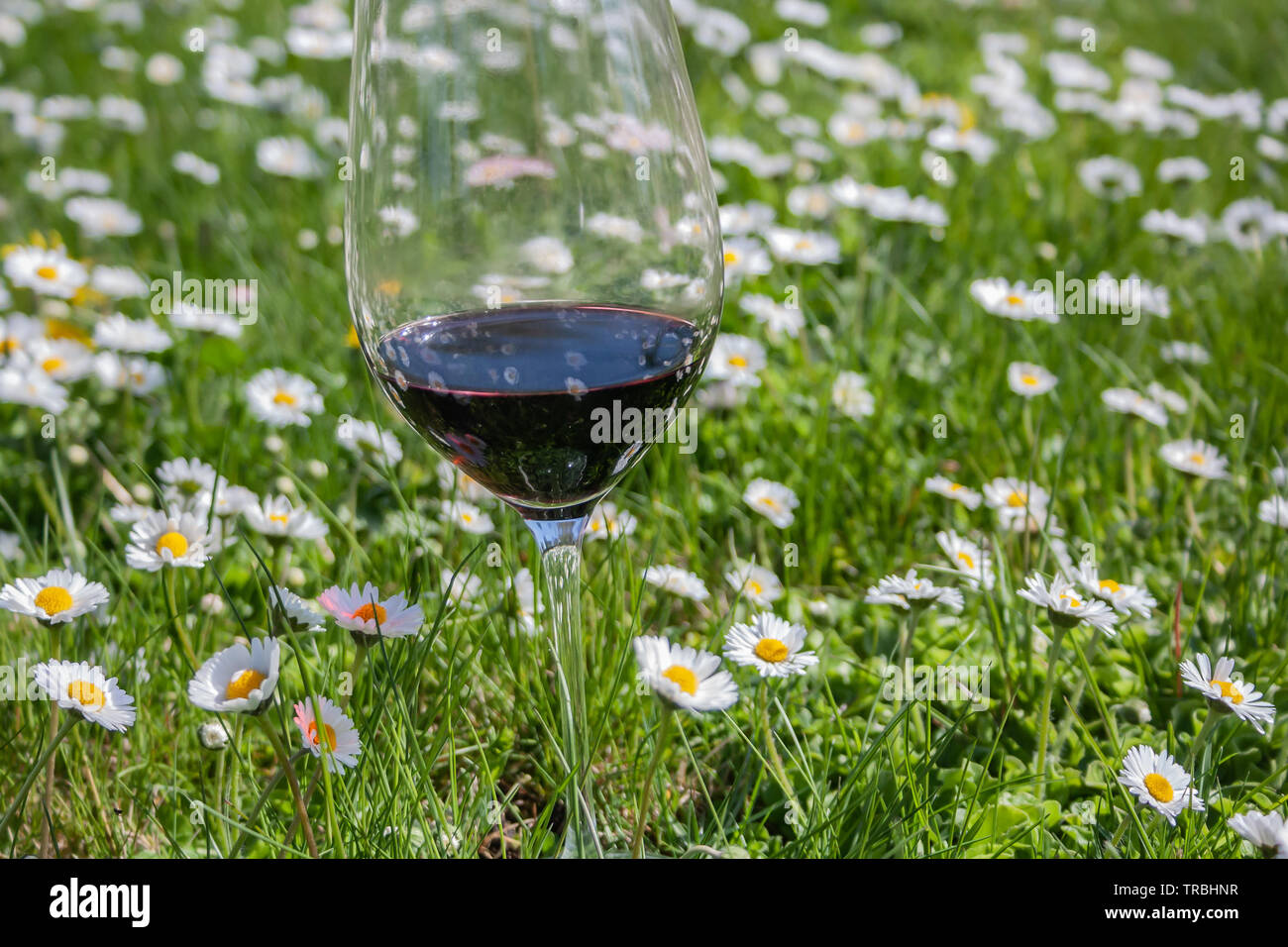 Red wine glass in blooming meadow in spring Stock Photo