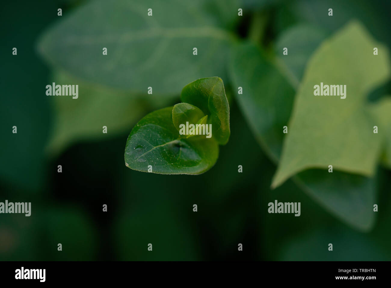 green leaf plant being born Stock Photo