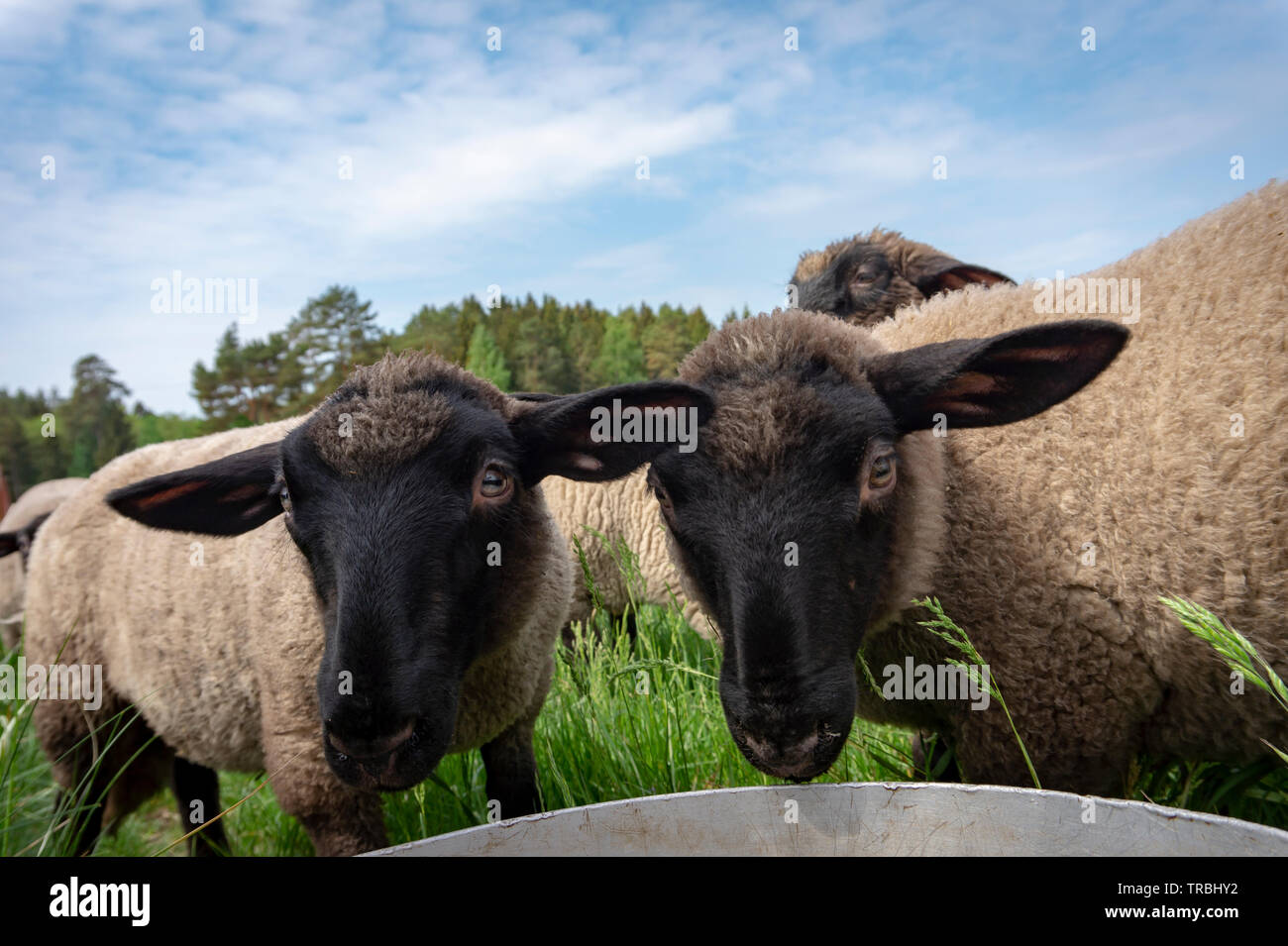 Cute sheep in a field blue sky hi-res stock photography and images - Alamy