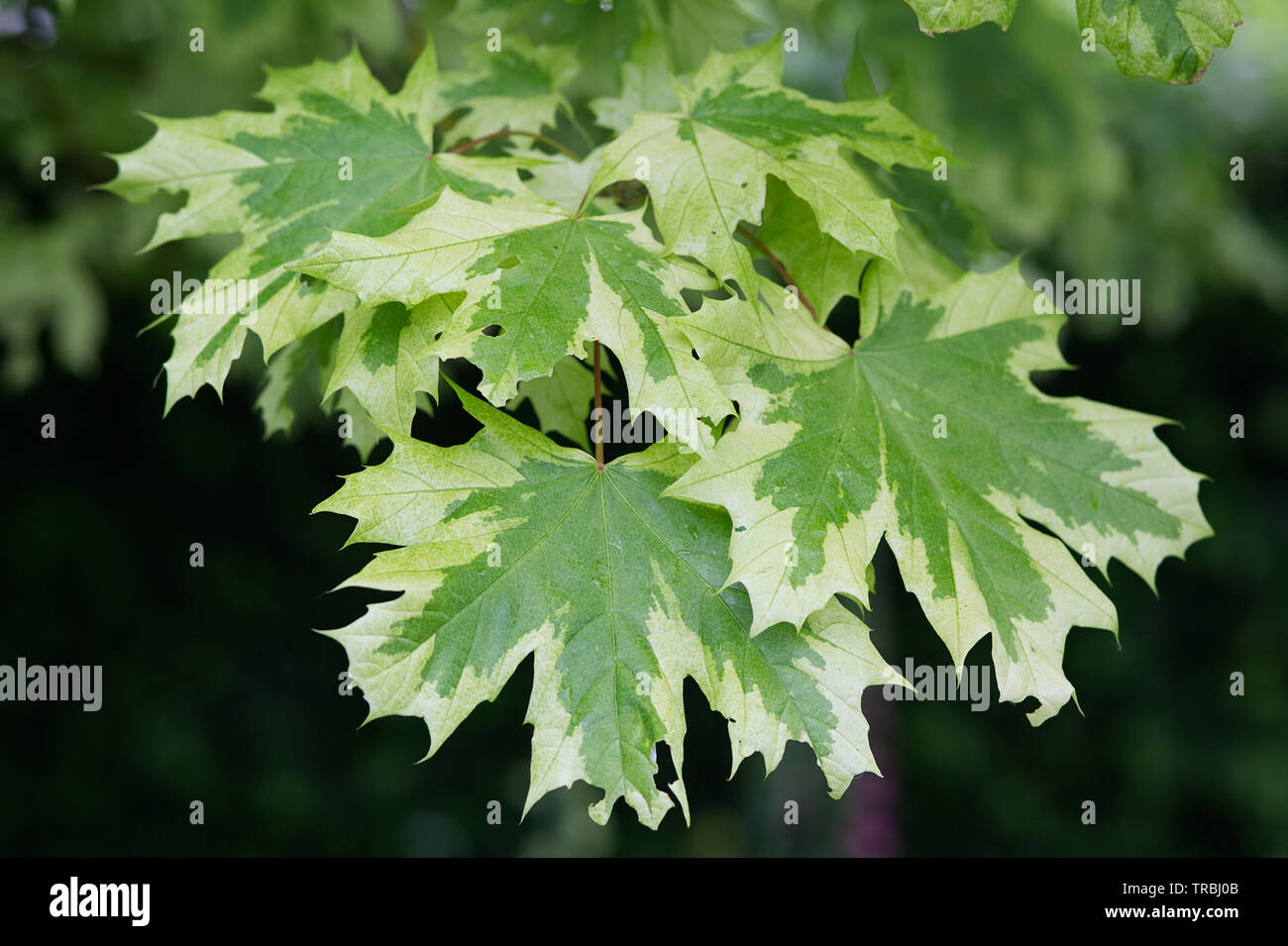 Variegated Acer High Resolution Stock Photography And Images Alamy