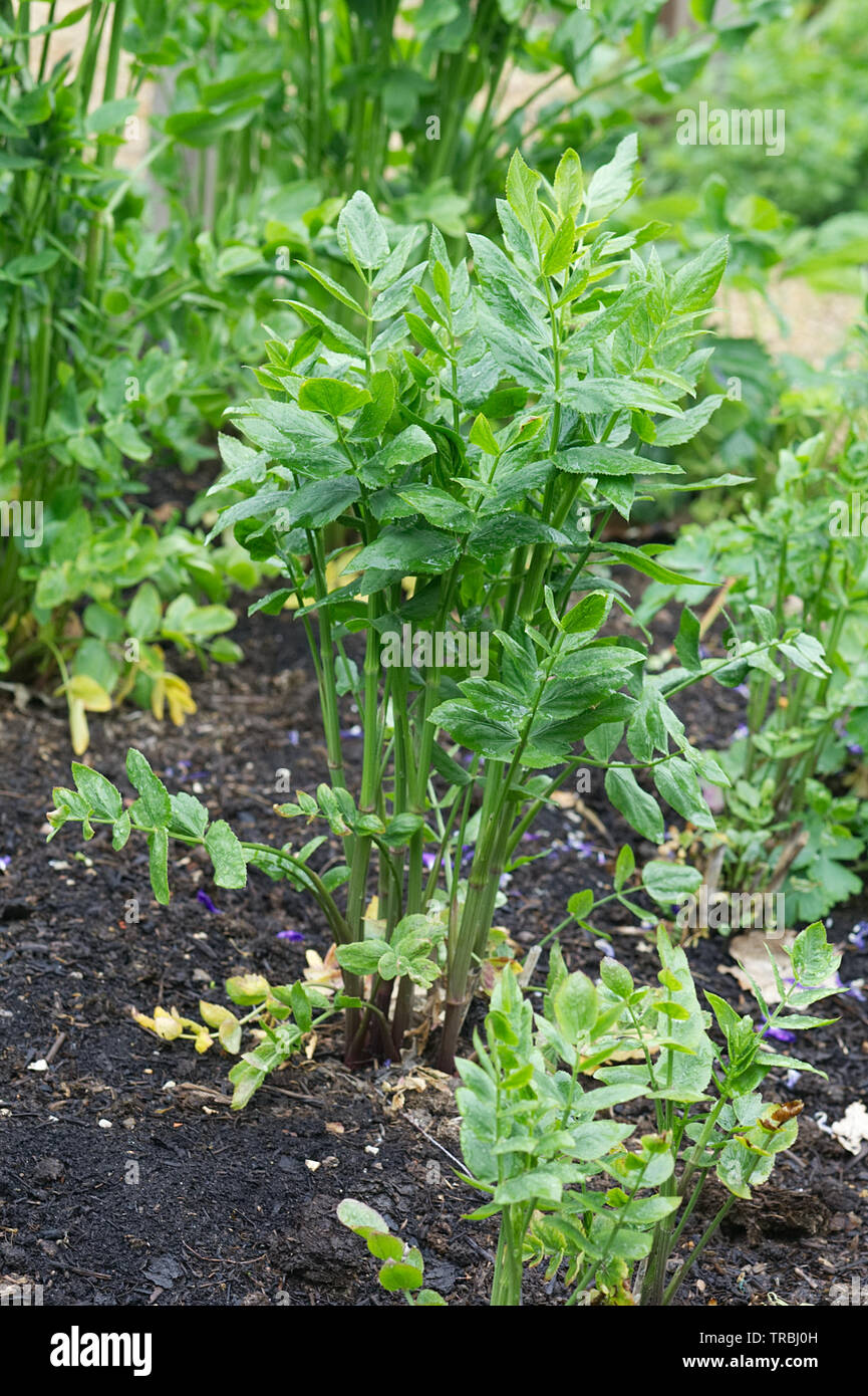 Skirret root vegetable  growing in an organic garden Stock Photo