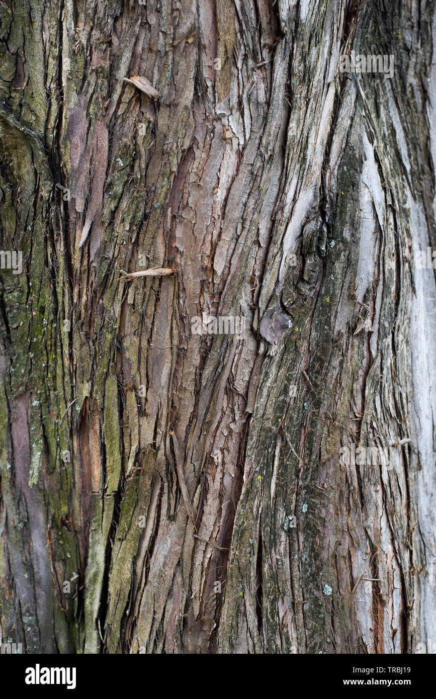 Natural Textures Tree Bark Stock Photo - Alamy
