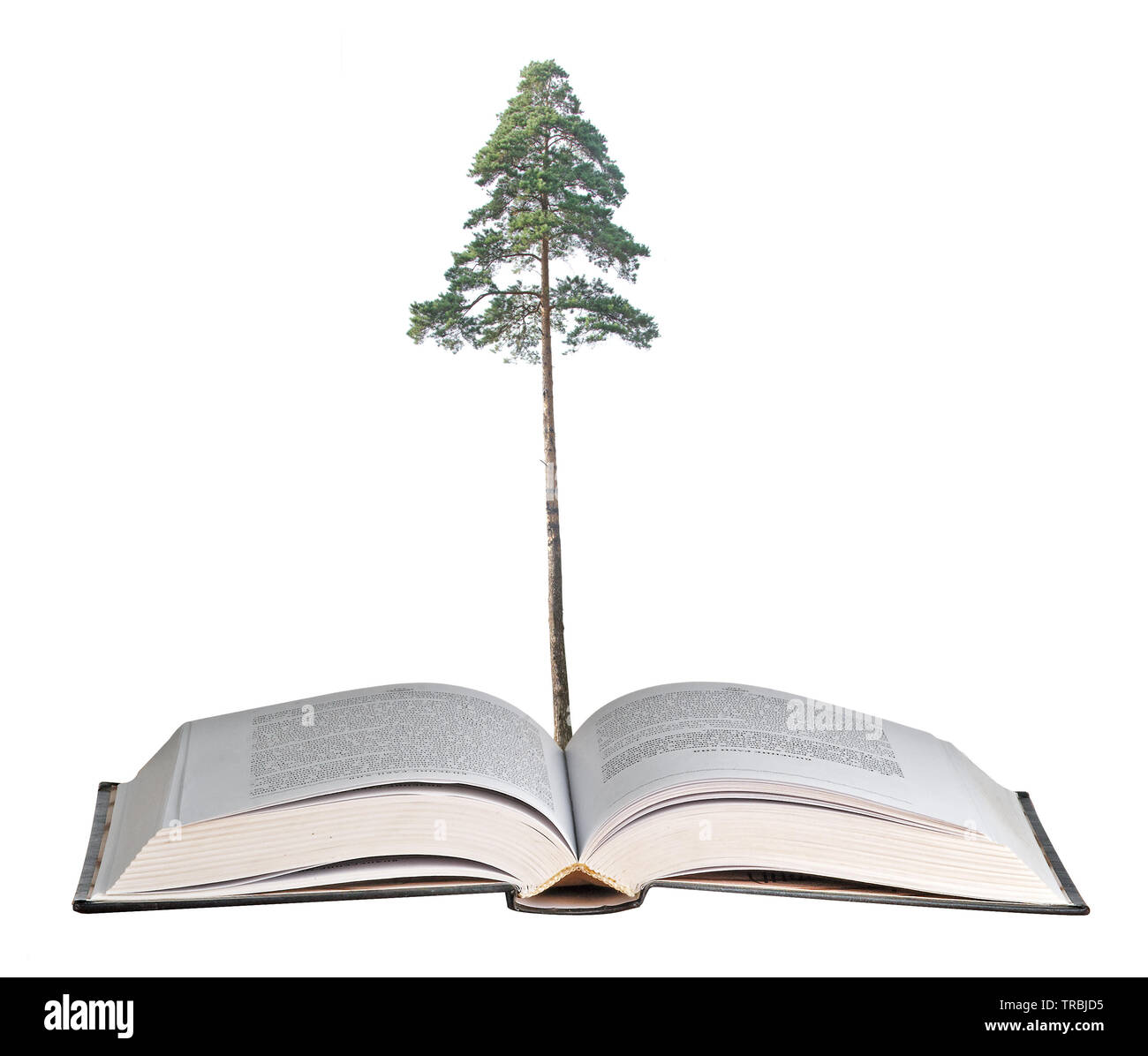 pine tree growing from book Stock Photo Alamy