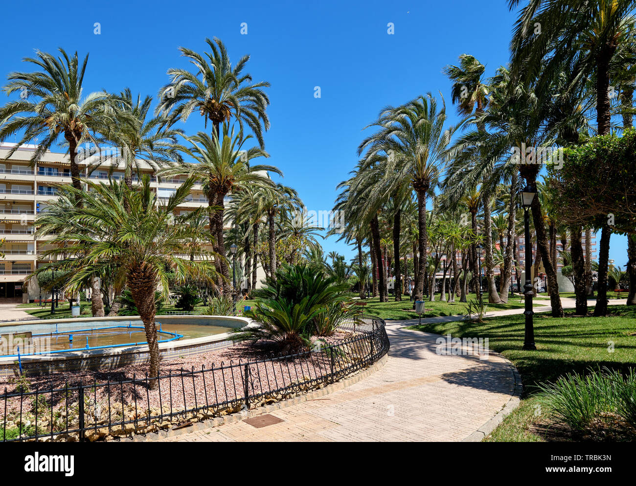 Closed urbanization garden, lush tropical plants palm tree park, empty alley pedestrian walkway, sunny day. Torrevieja city, Spain Stock Photo