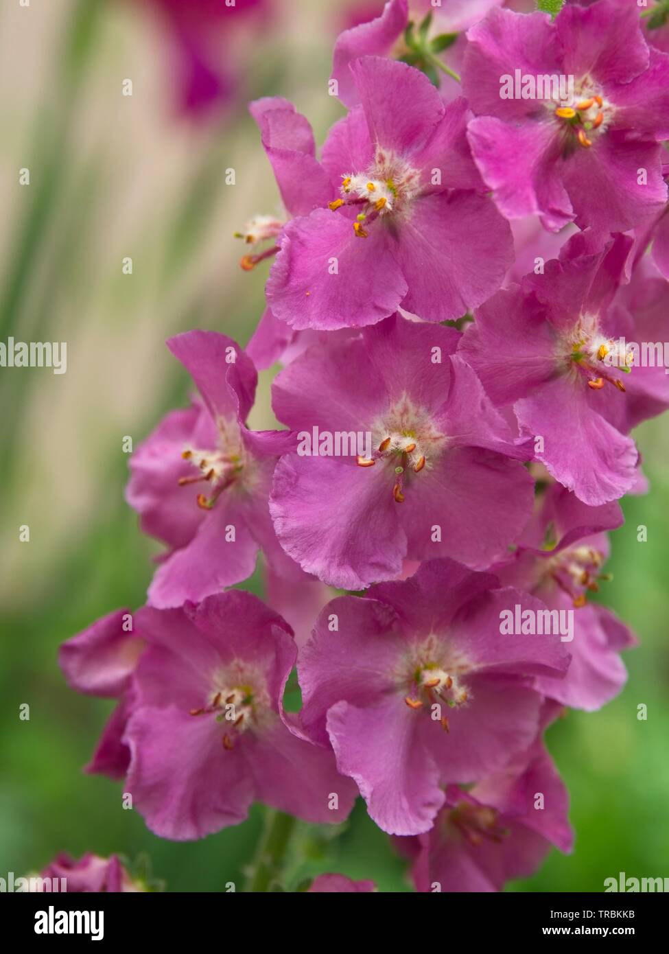 Purple Mullein Stock Photo