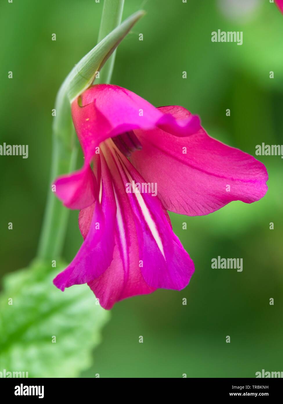 Wild Gladiolus on a blurred green background Stock Photo