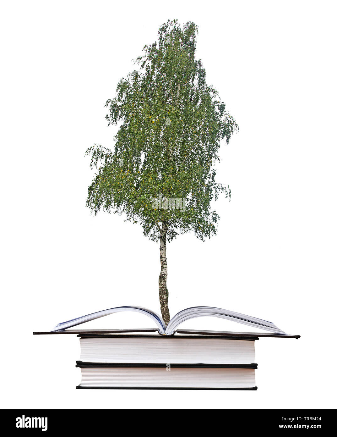 tree growing from book Stock Photo Alamy