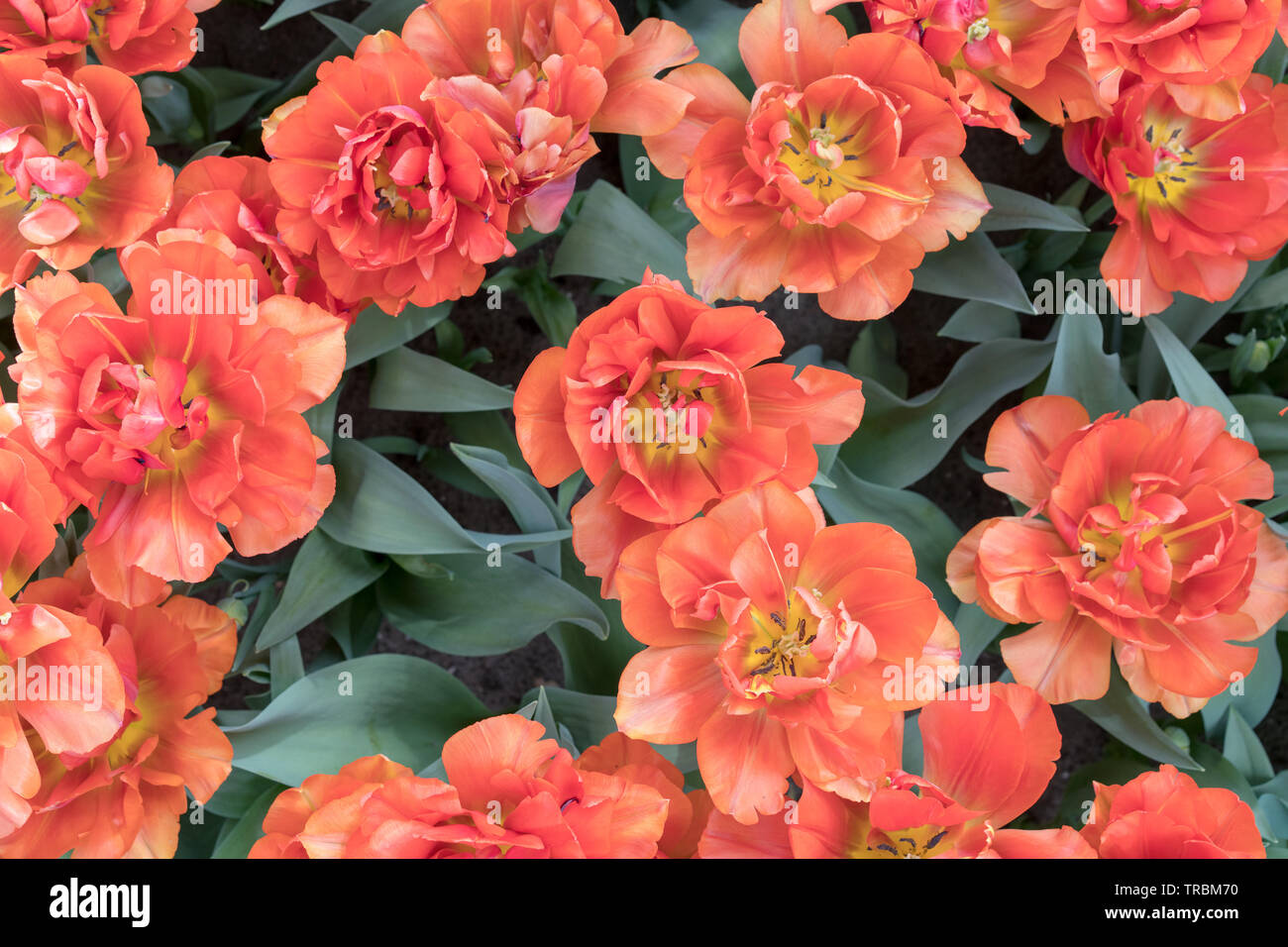 opened flowers of orange terry tulips with yellow stamensagainst a background of dark-green leaves Stock Photo