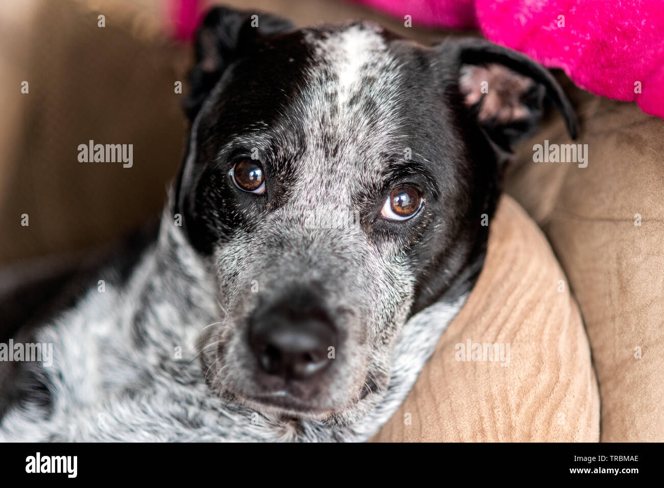 Mixed breed Pit bull has gentle face and adoration showing in his eyes. Stock Photo