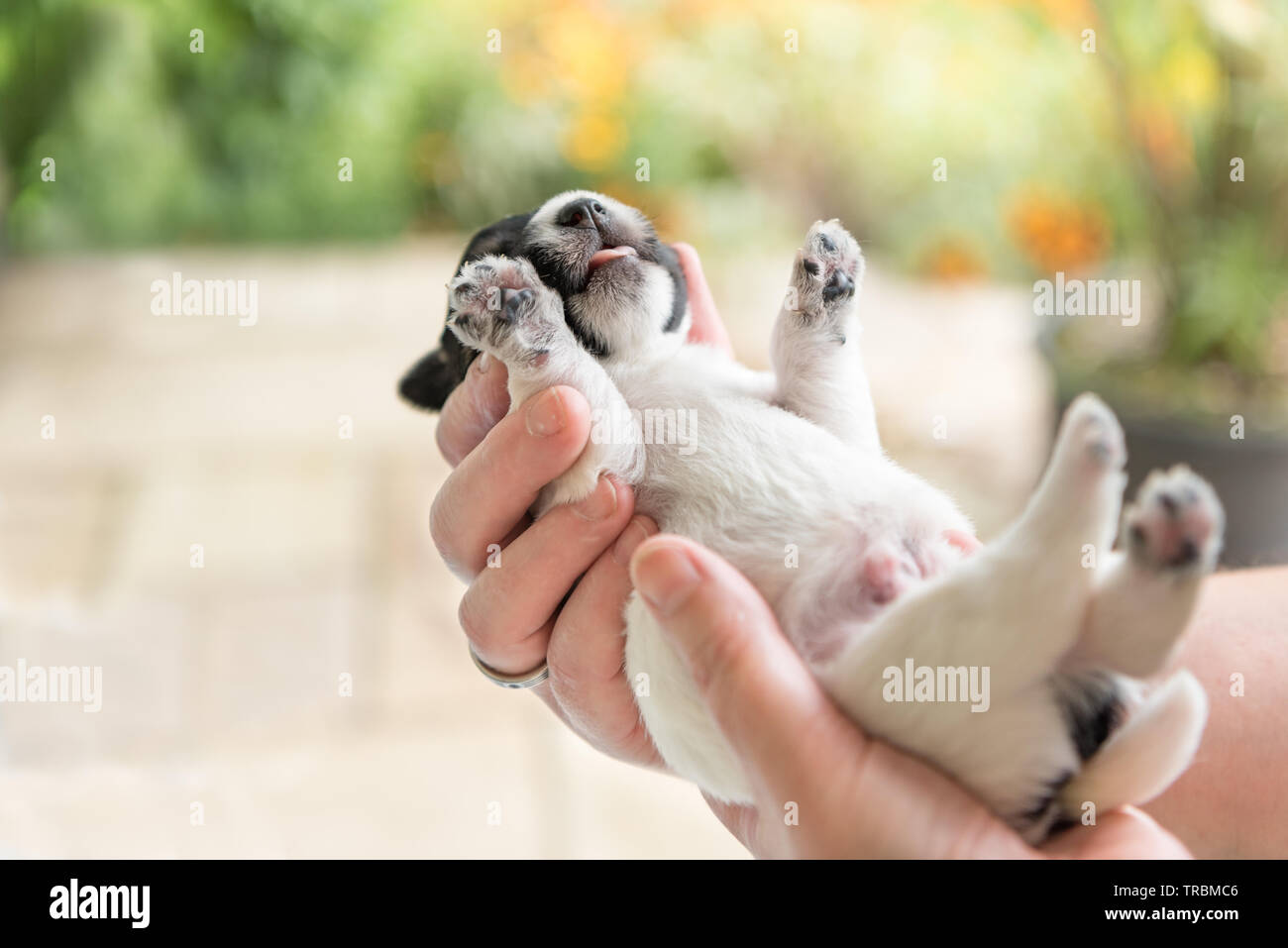 Little cute  newborn puppy is carried in hands - Jack Russell Terrier doggy 14 days old Stock Photo