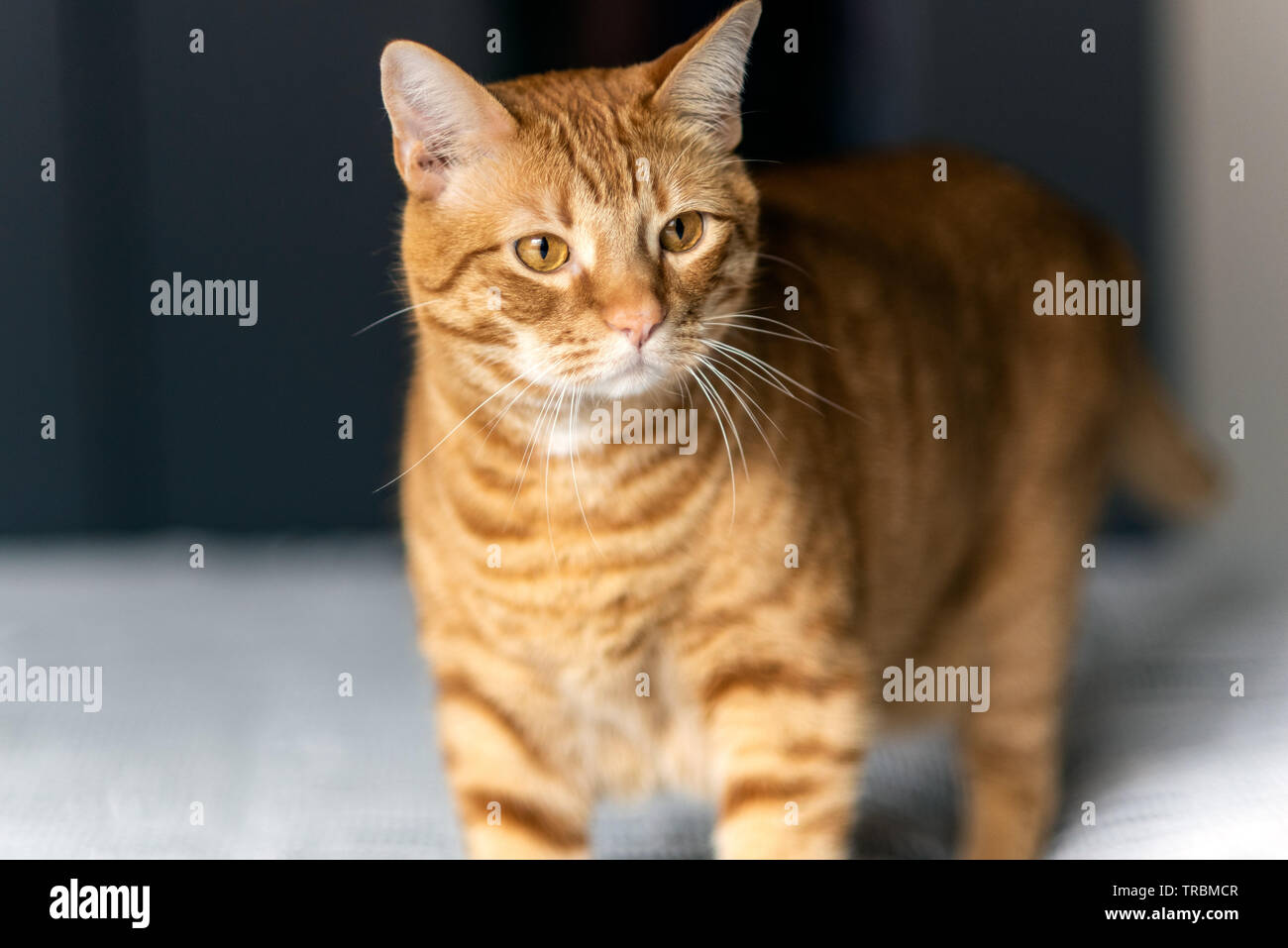 Adorable striped Tabby cat with eye fixated on object of interest inside home. Stock Photo