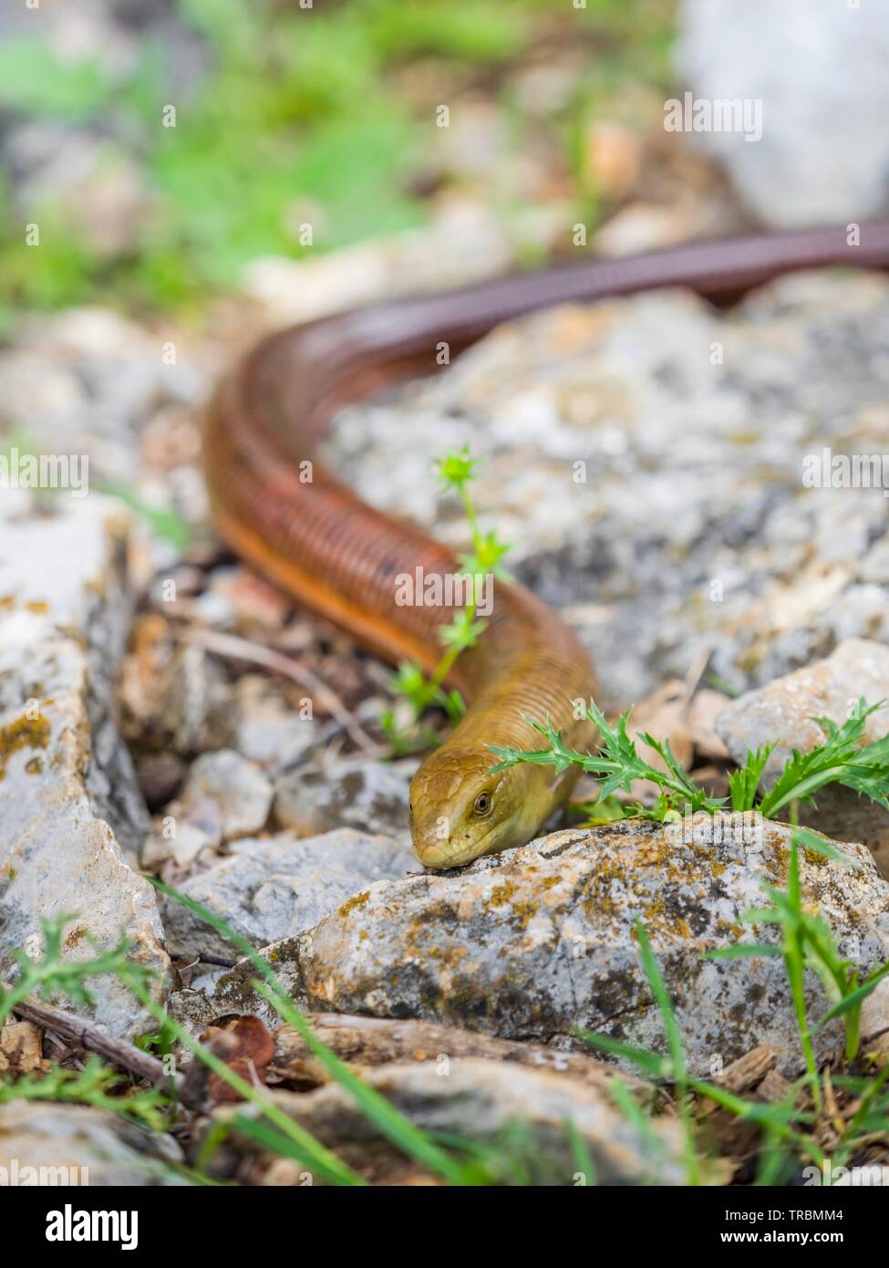 Pseudopus Apodus High Resolution Stock Photography and Images Alamy