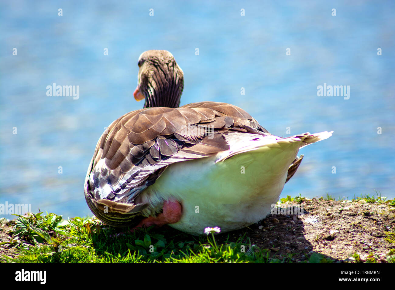 Concept wildlife : The sleeping goose Stock Photo