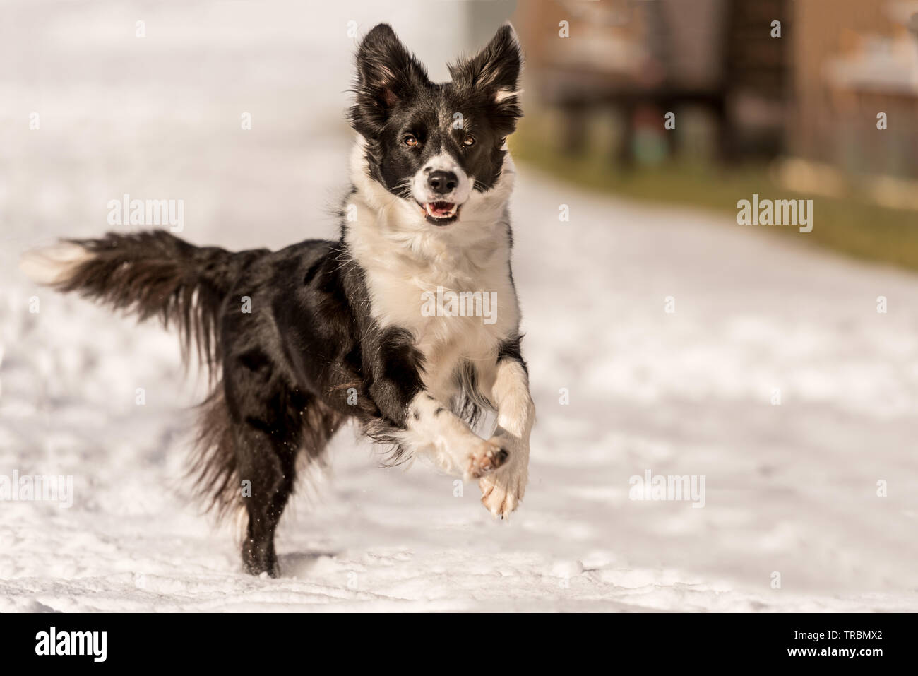 Young Cute Border collie dog in snowy winter. Dog running and having fun in the snow Stock Photo