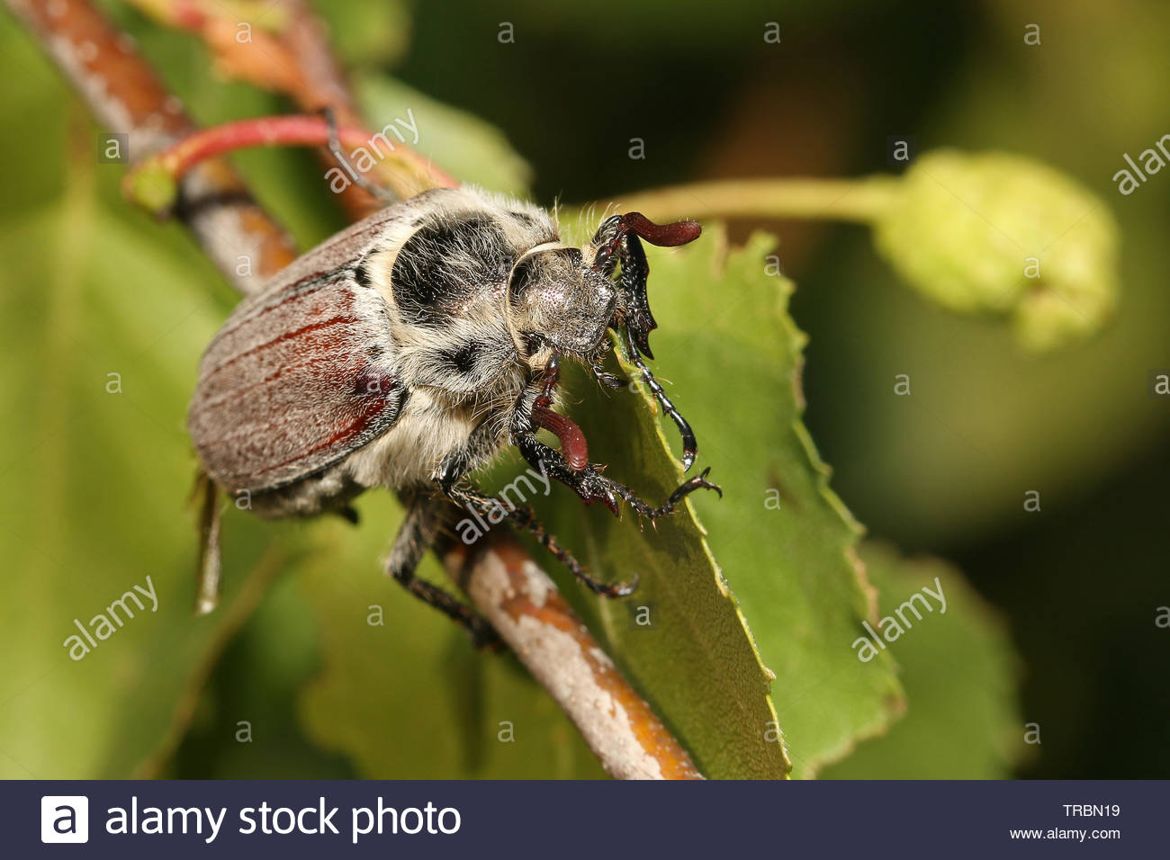 Pest Outbreak High Resolution Stock Photography and Images - Alamy