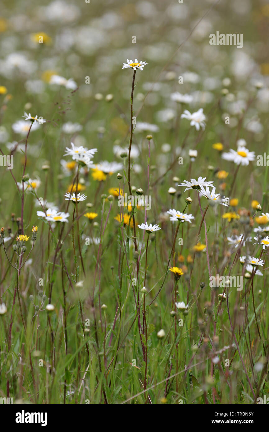 wild meadow Magog Down Cambridge Stock Photo