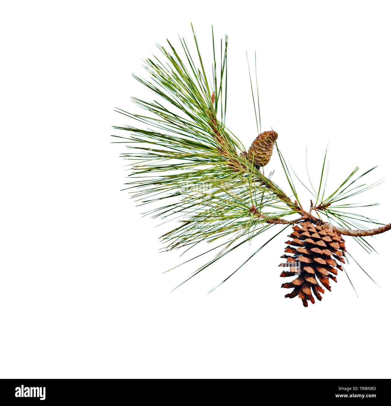 Pine branch with cones isolated on white background Stock Photo - Alamy