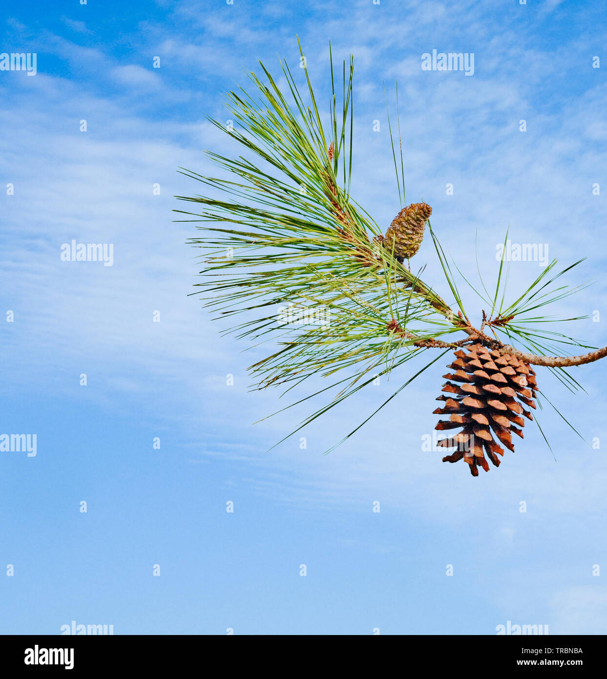 Pine branch with cone isolated on sky background Stock Photo - Alamy