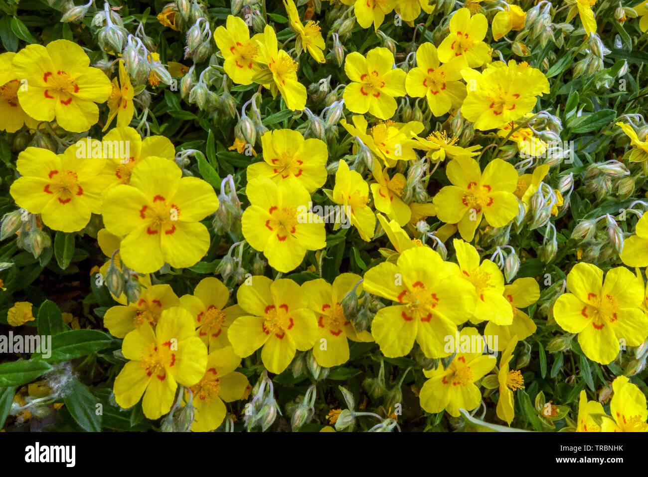 Yellow Helianthemum Goldenring Stock Photo
