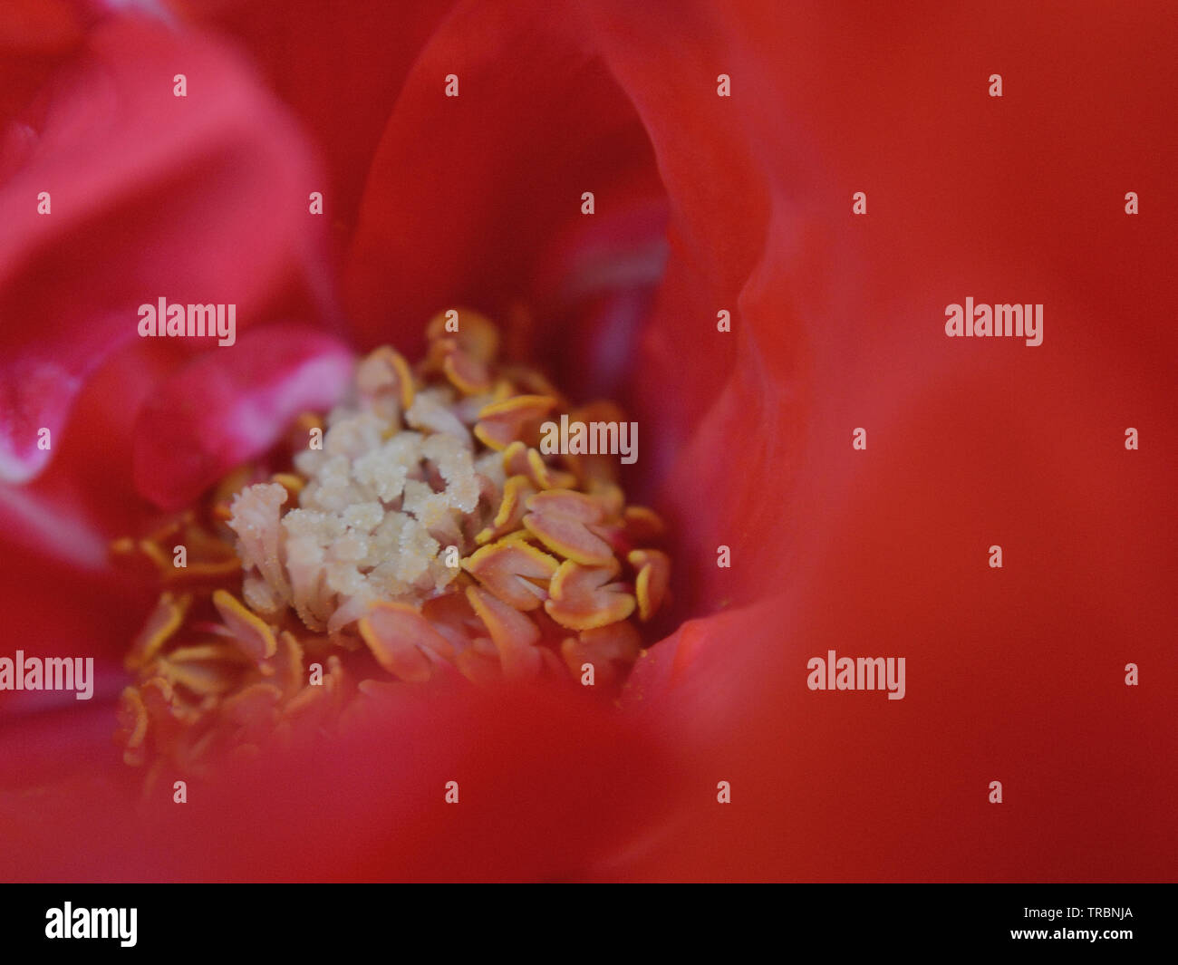 Close up of red rose,Pistils and stamens, macro Stock Photo