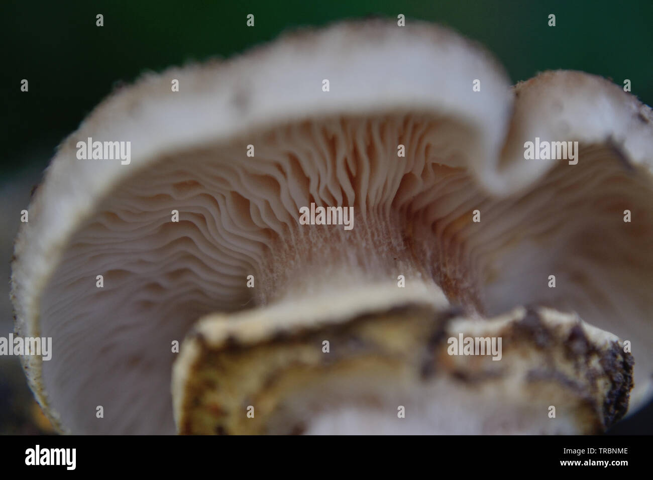 Honey fungus, Armillaria mellea mushroom Stock Photo Alamy