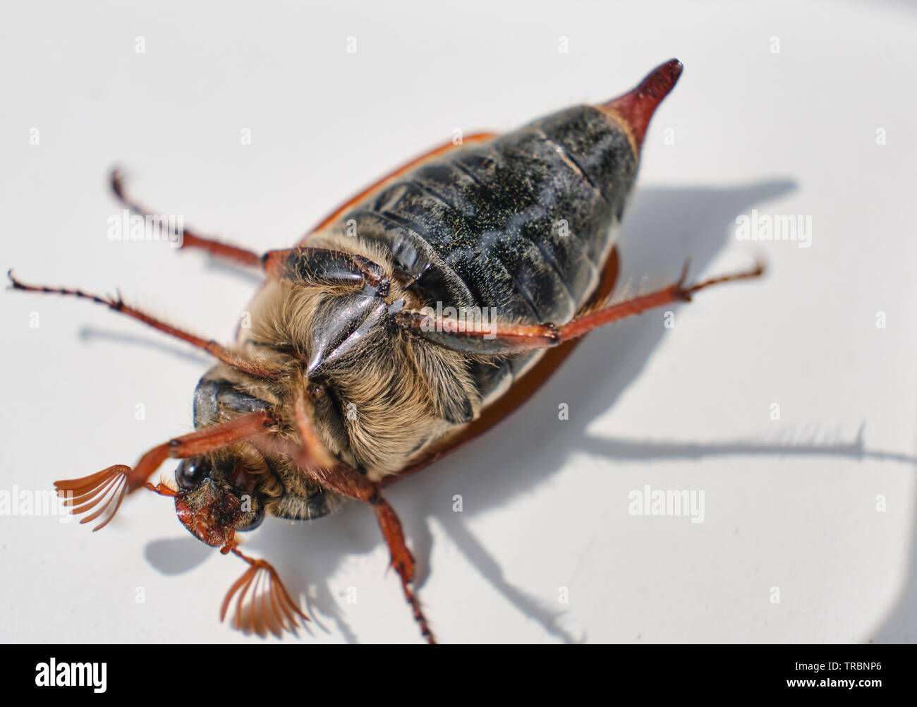 A maybug on it's back on a white background Stock Photo - Alamy
