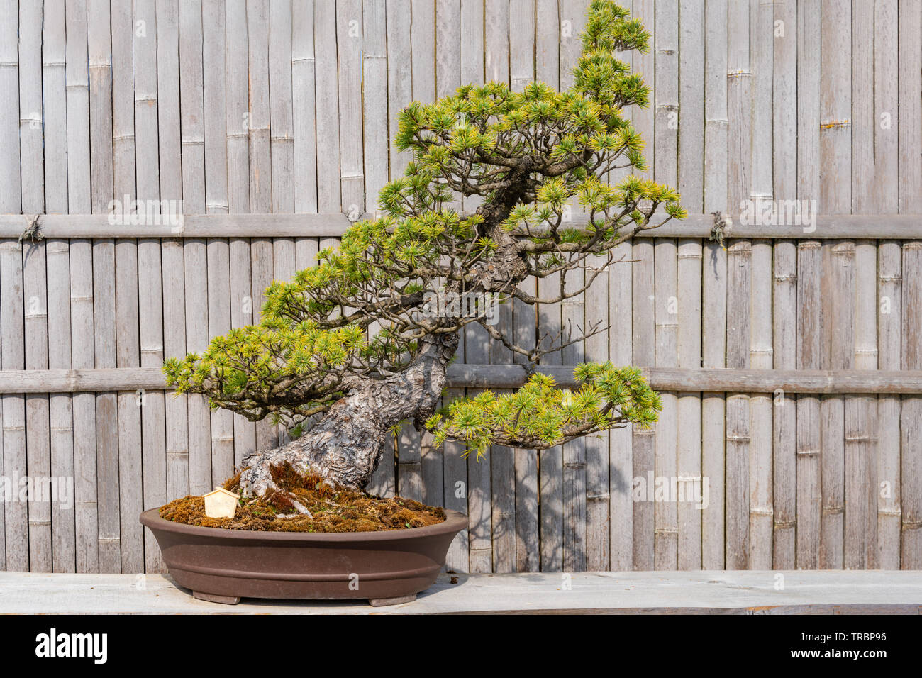 Dwarf Pine Pot High Resolution Stock Photography And Images Alamy