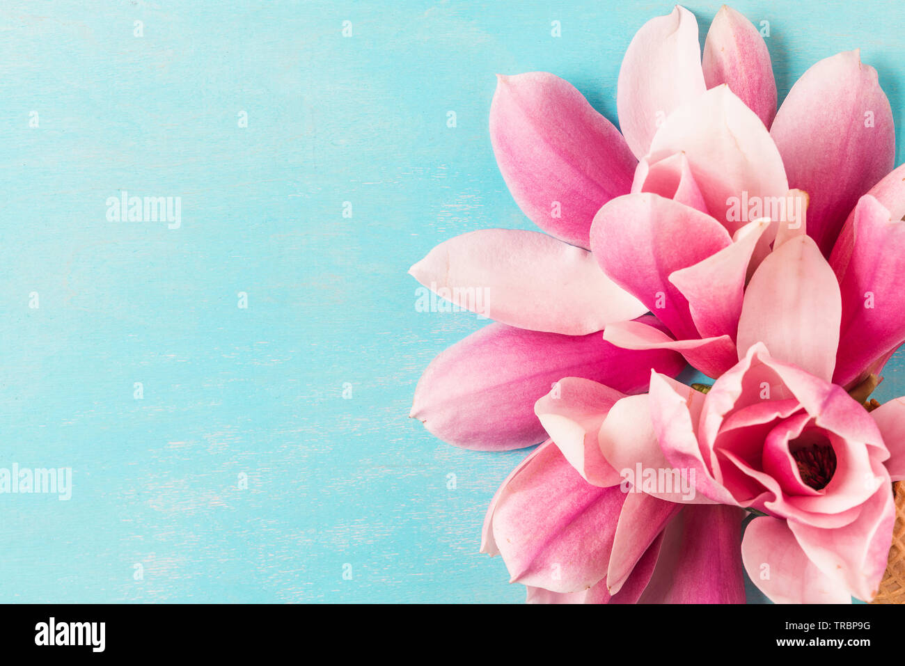 pink magnolia flowers bouquet in ice cream cone on blue background. wedding or holiday background. Flat lay. top view with copy space. close up Stock Photo