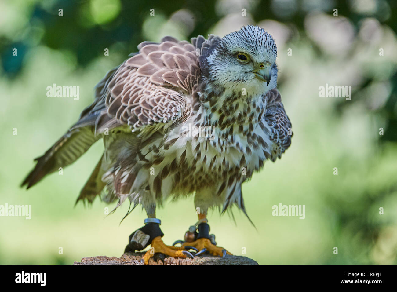 Gerfalke, Bird,Vogel, Voegel, Falco rusticolus), Gyrfalcon, Stock Photo