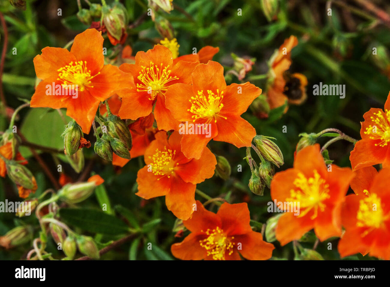 Orange Helianthemum 'Bronzeteppich' Stock Photo