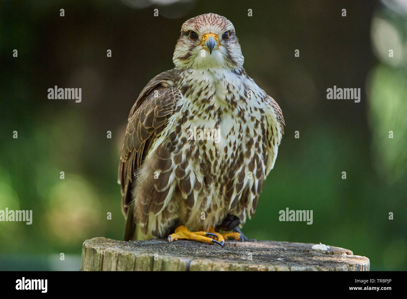 hochbeiniger afrikanischer greifvogel 9 buchstaben
