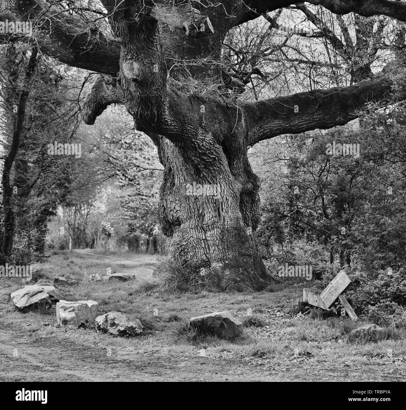 A giant Oak tree planted during the passage of Henry IV in Bain-de-Bretagne Stock Photo