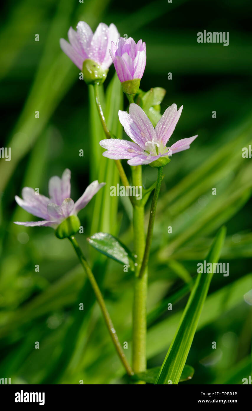 Pink Purslane or Siberian Springbeauty - Claytonia sibirica  Wet with Morning Dew Stock Photo