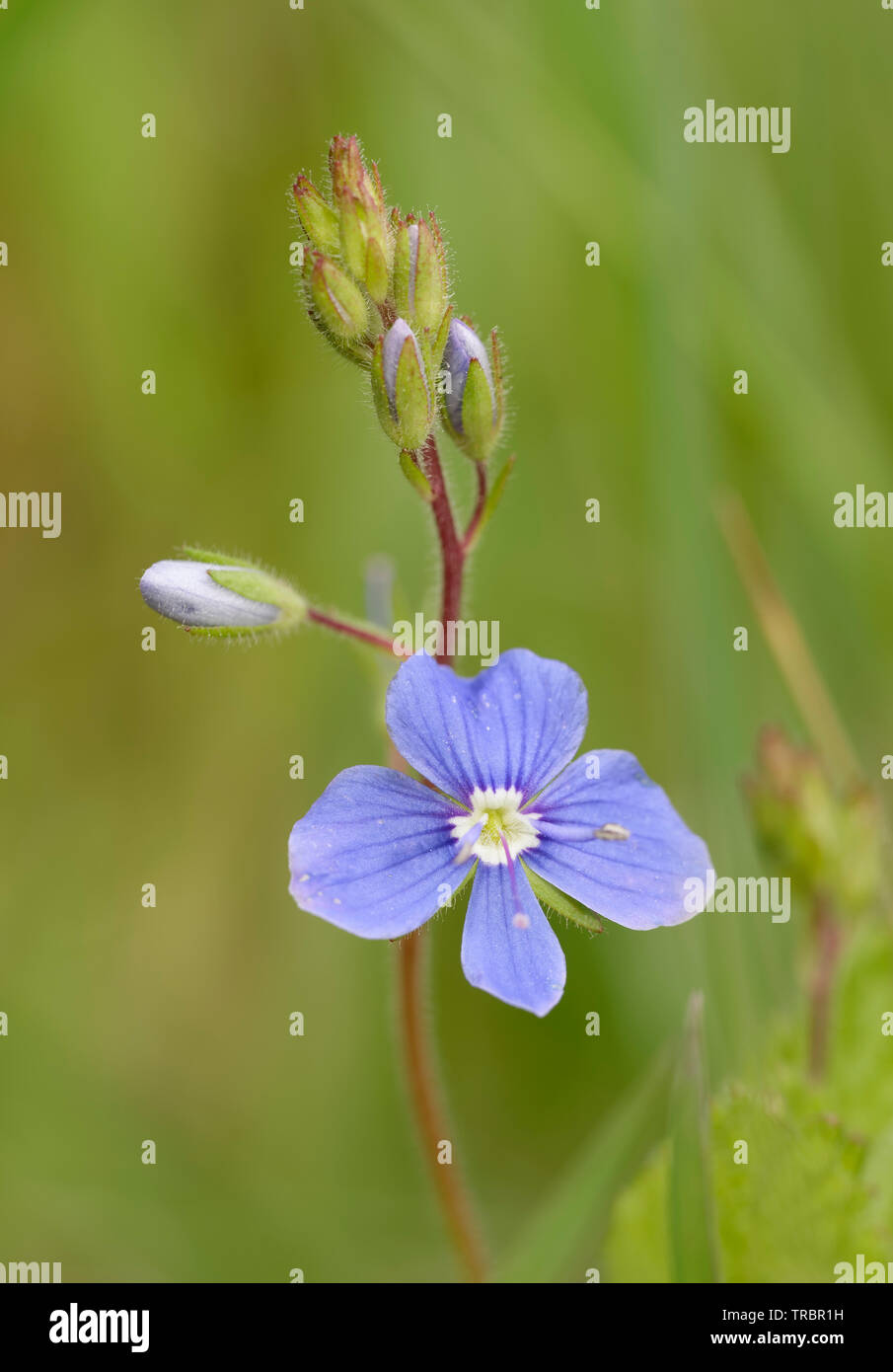Speedwell Flower Wildflower Blue High Resolution Stock Photography and ...